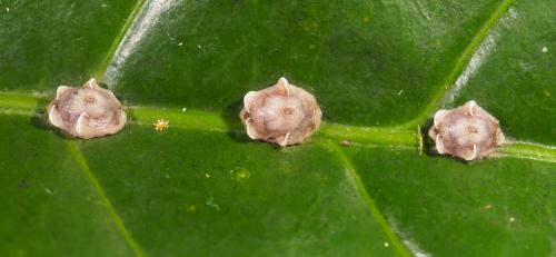 Réf. 310 656 : Ceroplastes sp.